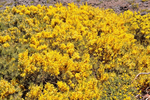 美しい咲く花の背景の写真画像