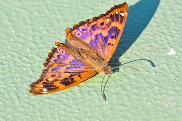 Photo Picture of a Beautiful Brown Butterfly over Green Background