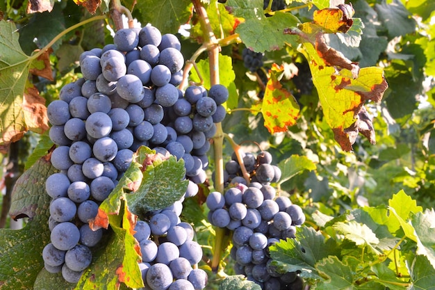 Photo Picture of a Beautiful Grape Fruit Vineyard Ready to Produce Wine