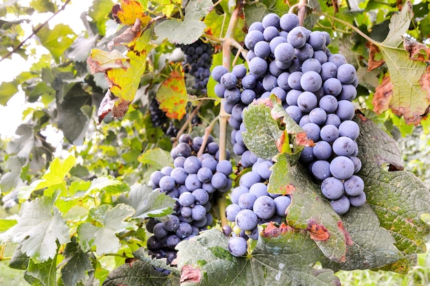 Photo Picture of a Beautiful Grape Fruit Vineyard Ready to Produce Wine