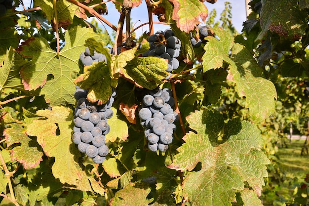 ワインを生産する準備が整った美しいグレープ フルーツのブドウ畑の写真