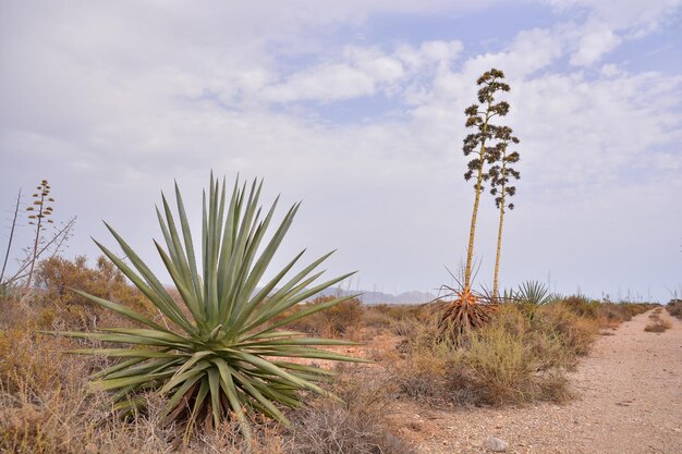 Foto foto immagine di un bellissimo paesaggio nel sud della spagna