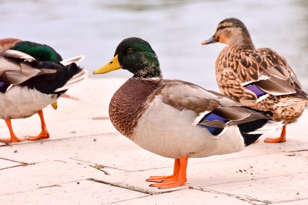 美しい水鳥アヒルの写真画像