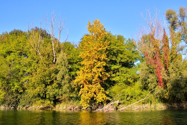 Photo Picture of Beautiful  Wild Brenta River in North Italy