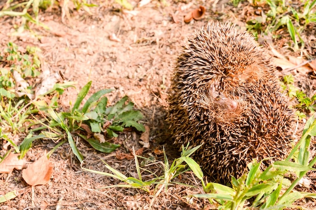 Photo  Picture of an European Hedgehog Mammal Animal