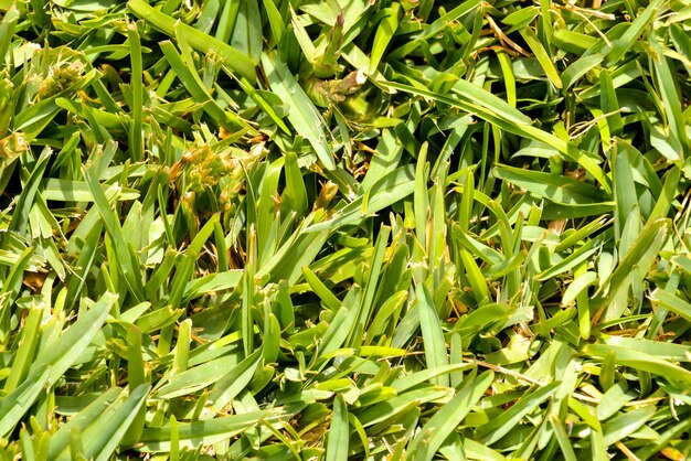 Photo Picture of the Green Grass Pattern Texture Background