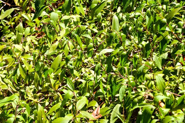 Photo Picture of the Green Grass Pattern Texture Background