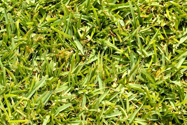 Photo Picture of the Green Grass Pattern Texture Background