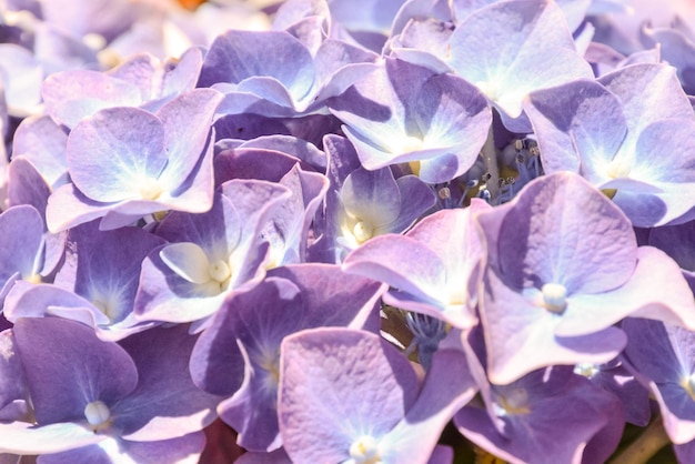 写真 美しい咲く花の背景の写真画像