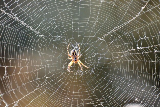 Photo Picture of a Spider and his Web