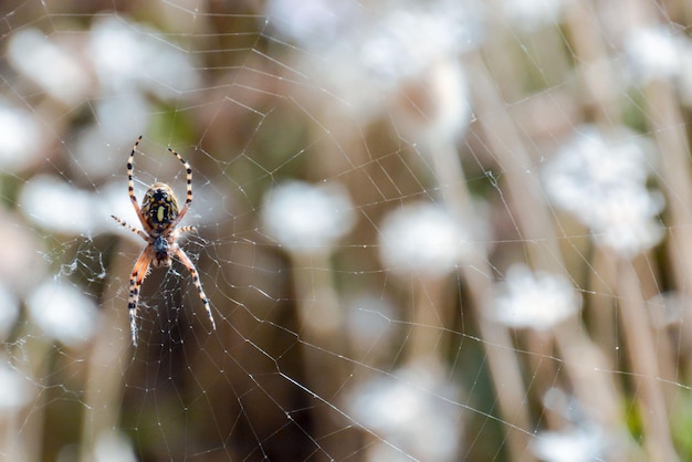 Photo Picture of a Spider and his Web