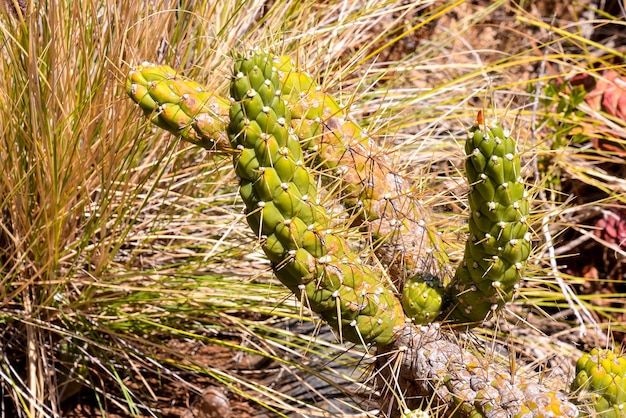 Photo Picture of a Tropical Cactus Texture Background