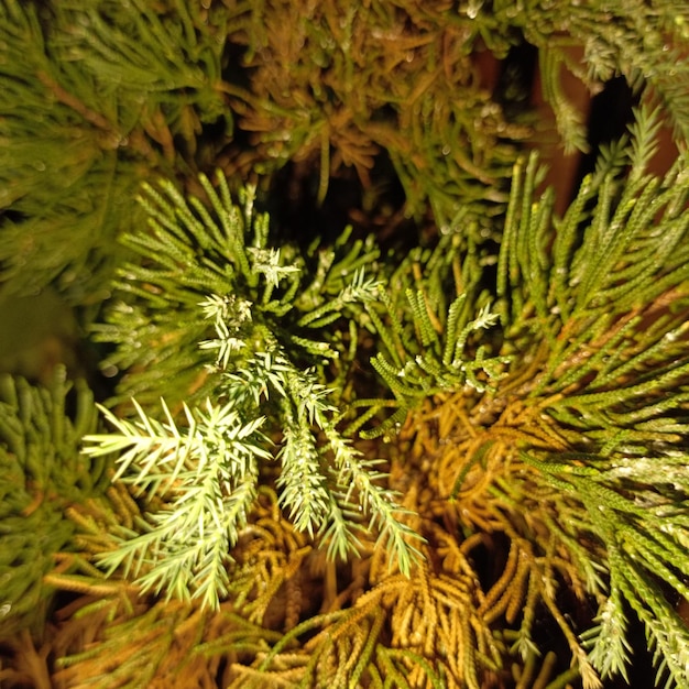 photo of pine leaves at night