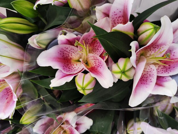 photo of pink lily flowers