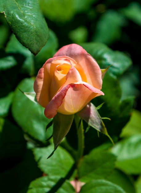 Photo of pink orange rose on a green foliage background in the garden