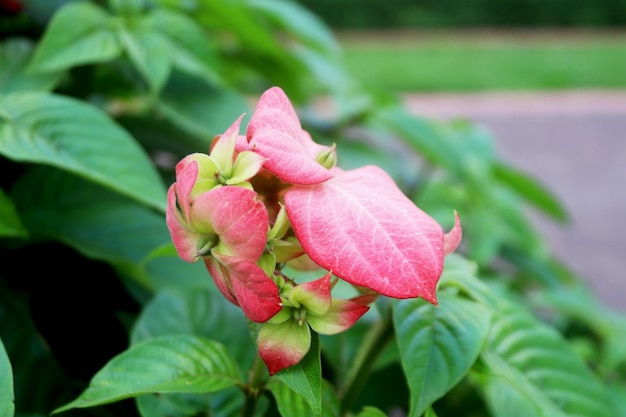 Photo photo pink philippine mussaenda dona blossom sirikit queen