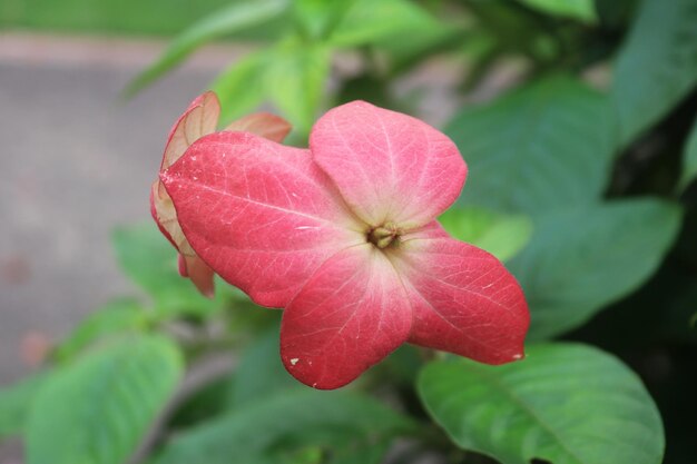 Photo photo pink philippine mussaenda dona blossom sirikit queen