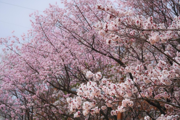 На фото цветение сливы весной