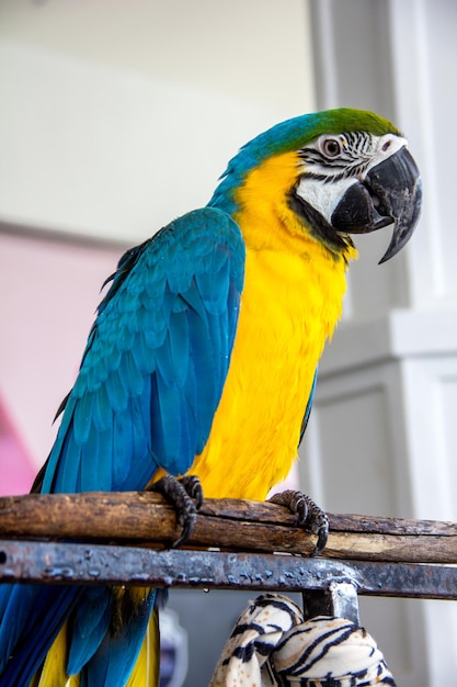 Photo Portrait of a big blue macaws