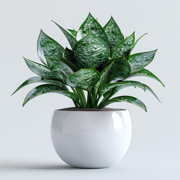 Photo portrait of a Snake Plant in a white pot