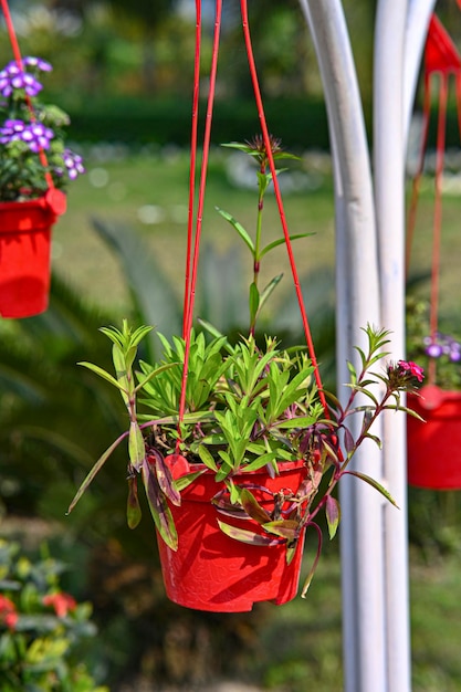 Photo photo of potted flower hanging