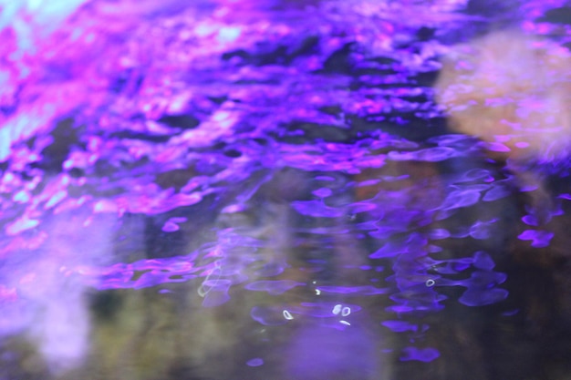 Photo photo of purple aquarium water from above