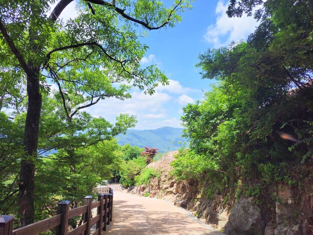 a photo of a quiet forest path with a blue sky