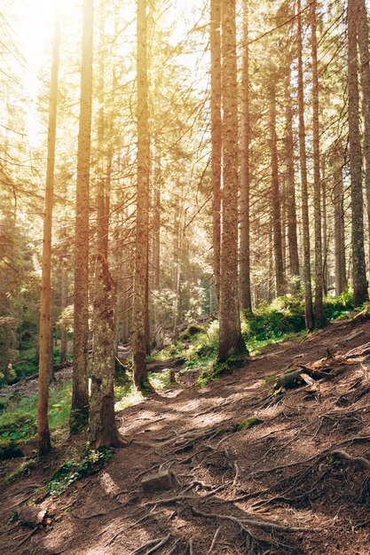 Foto una foto i raggi del sole mattutino attraversano i rami degli alberi della foresta