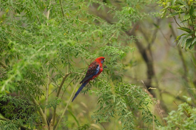 photo of red birds in Australia