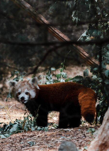 Foto foto del panda rosso