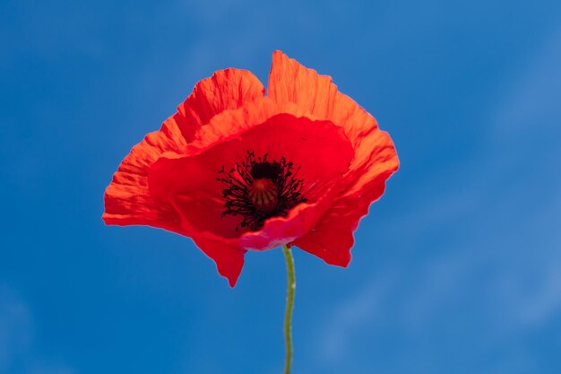 Foto foto di un primo piano di un papavero rosso sullo sfondo di un fiore rosso blu