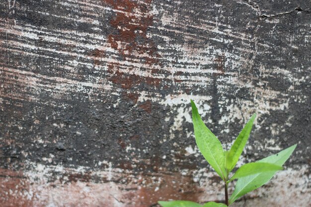 Photo of red wall texture with cement on the wall