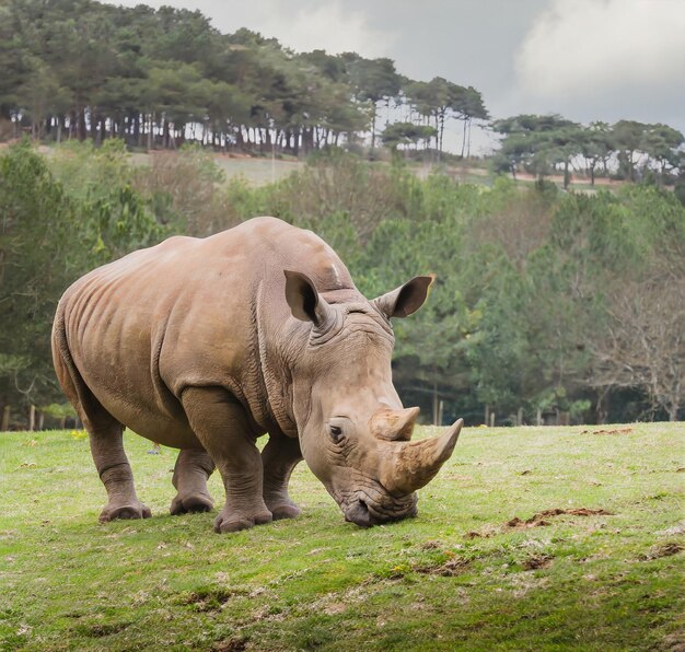 photo Rhino on savannah in national park of africa