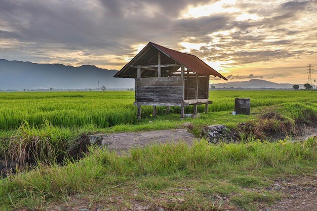 午後の夕焼けの田んぼ小屋の写真