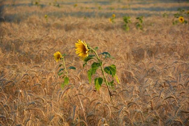 Photo ripe wheat field with sunflowers