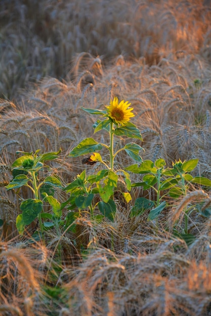 Photo ripe wheat field with sunflowers