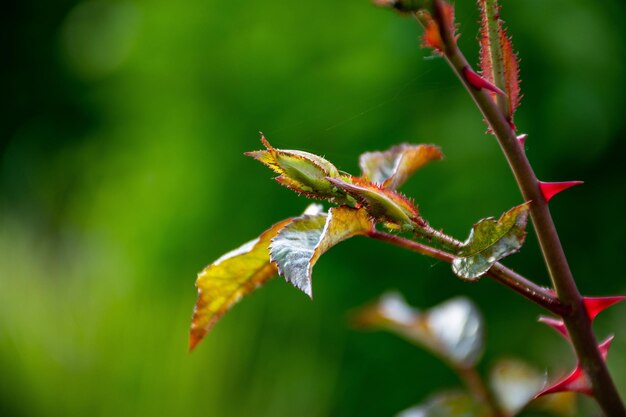 Photo of rose bud Photo