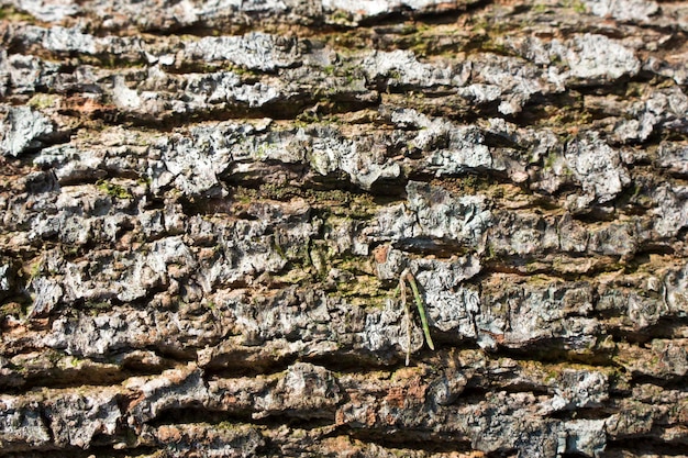 Foto foto di un tronco di pino a tessuto ruvido