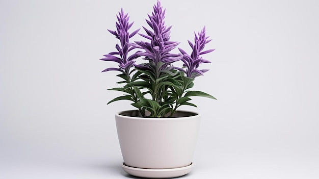 Photo of Salvia flower in pot isolated on white background