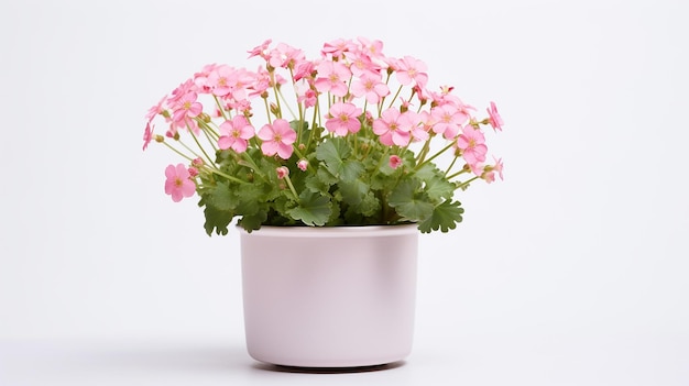 Photo of Saxifrage flower in pot isolated on white background