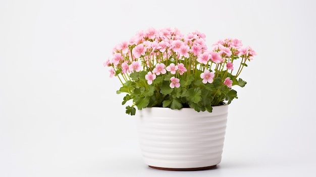 Photo of Saxifrage flower in pot isolated on white background