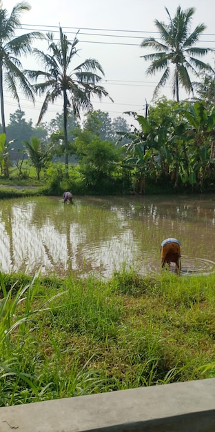 Photo of a scene of work in the rice field in the morning taken from a close distance