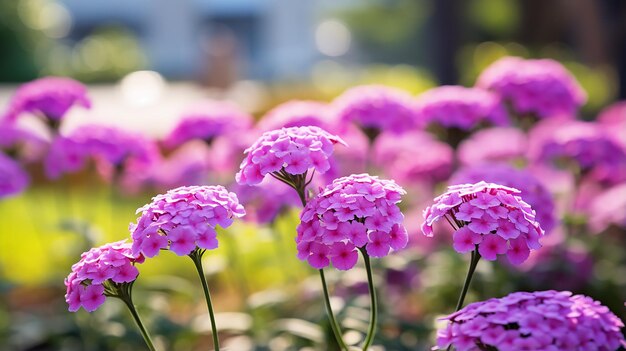 数本のヴェルベナの花を選択的に焦点を当てた写真