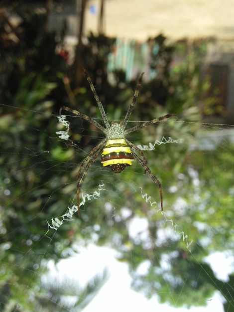 photo selective focus shot of the spider making a spider web in between tree branches