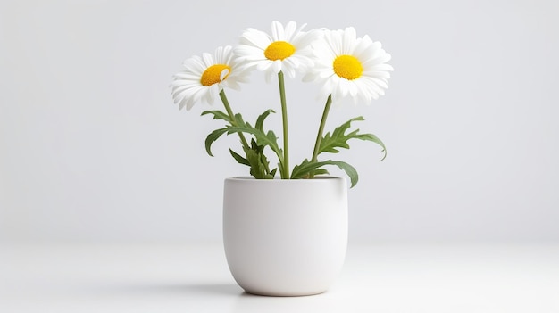 Photo of Shasta Daisy flower in pot isolated on white background