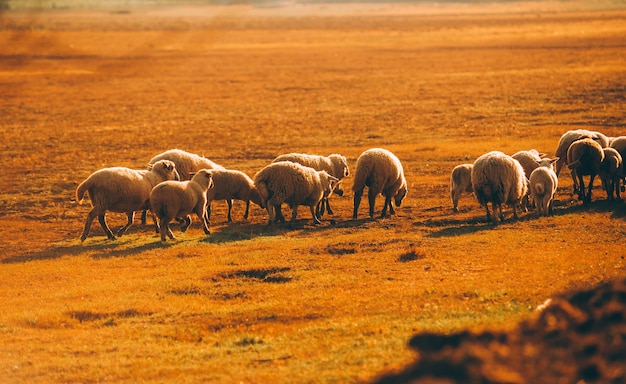 農村部の日没時に農地で食べる羊の写真