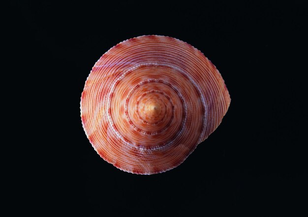 Photo photo of a shell with a black background