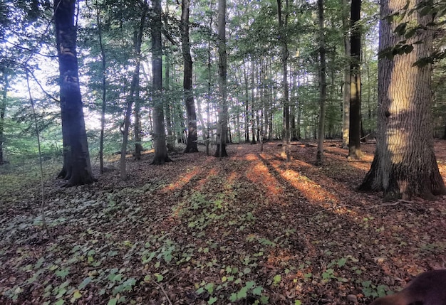 photo shoots from autumn in Northern Germany