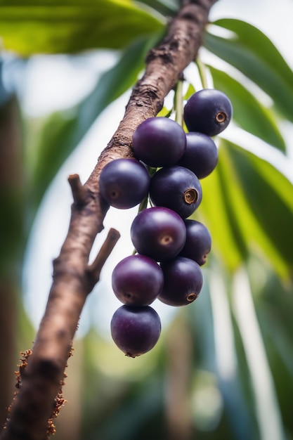 photo shot of a Acai attached to a tree branch with a blurred background