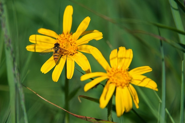 Photo shows Arnica montana a moderately toxic European flowering plant growing